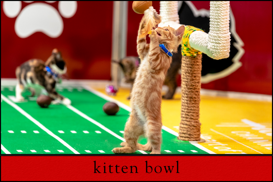 The Ultimate Guide to Kitten Bowl: Everything You Need to Know